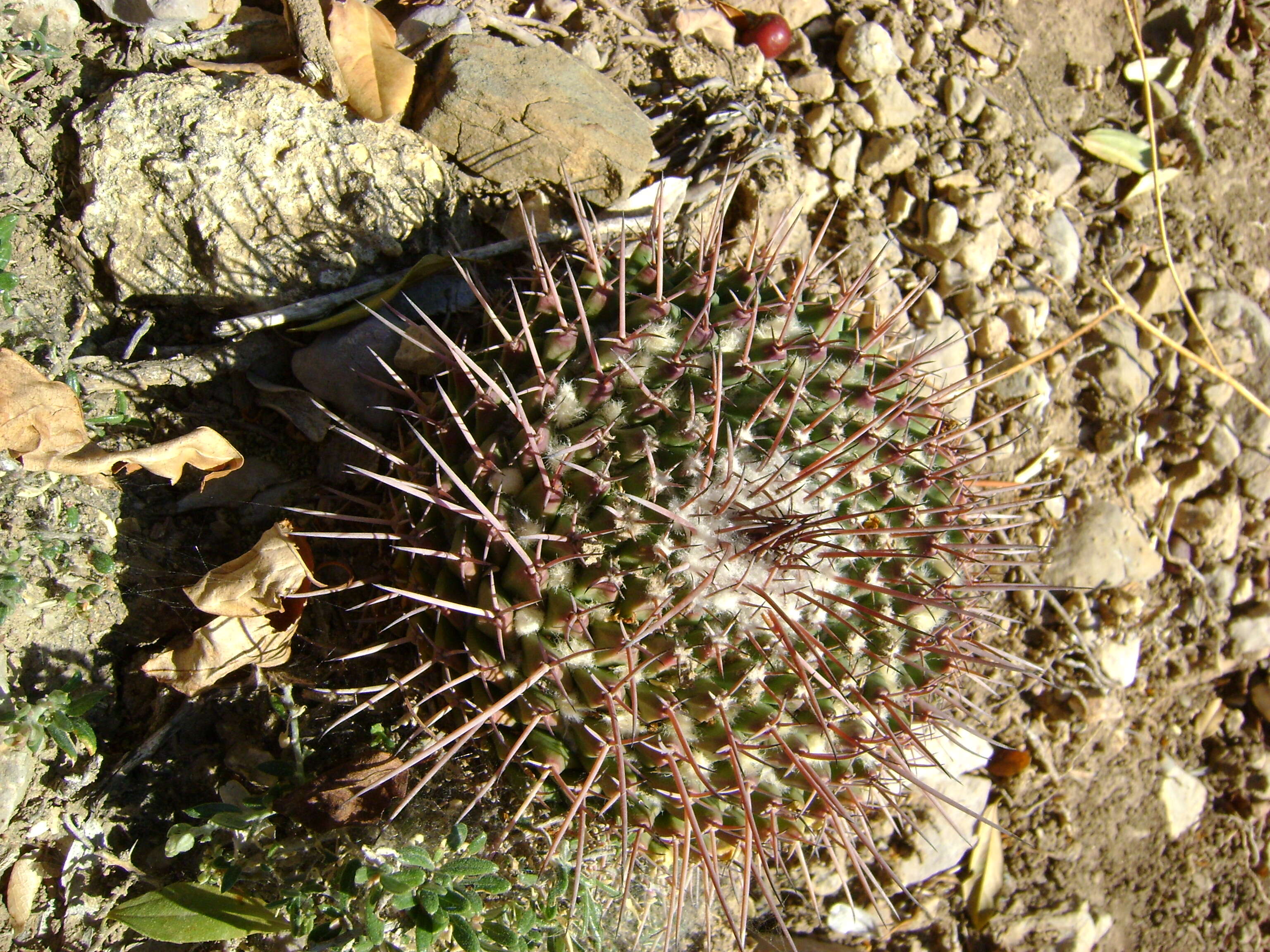 Image of Mammillaria carnea Zucc. ex Pfeiff.