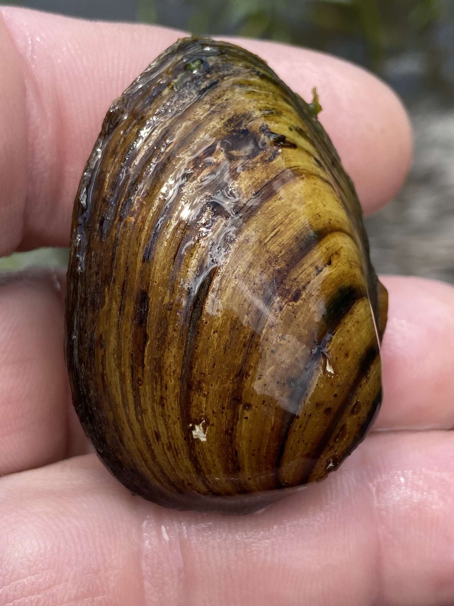 Image of Southern Clubshell