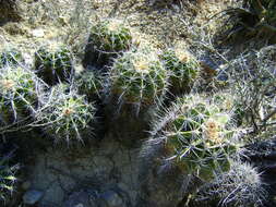 Image of Ferocactus flavovirens (Scheidw.) Britton & Rose