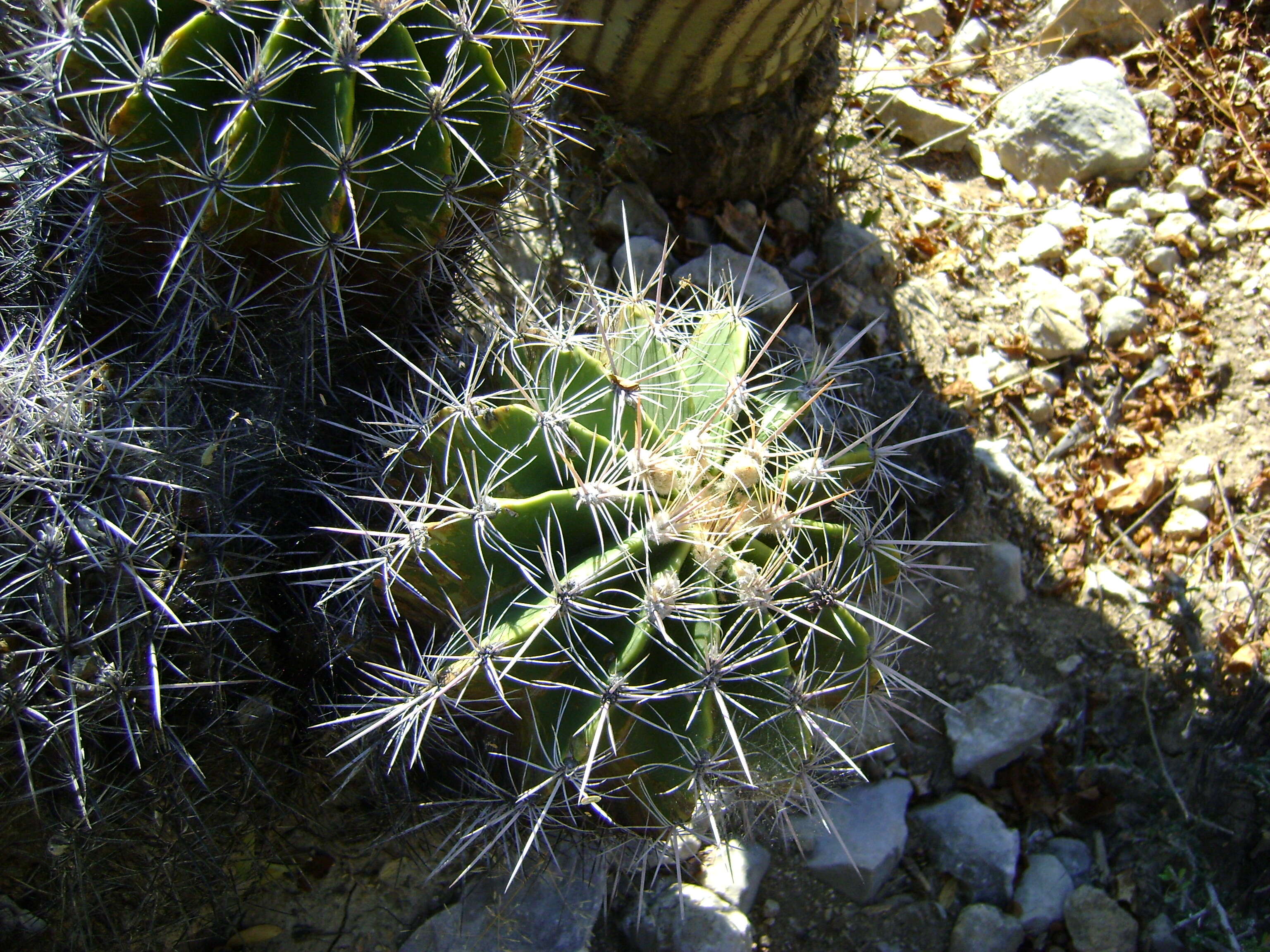 Image of Ferocactus flavovirens (Scheidw.) Britton & Rose