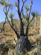 Image of Mexican Pony Tail Palm