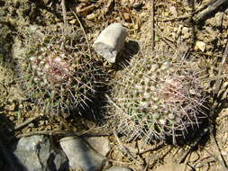 Image of Mammillaria carnea Zucc. ex Pfeiff.