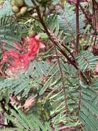 Image de Calliandra houstoniana (Mill.) Standl.