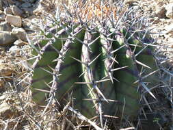 Image of Cactus