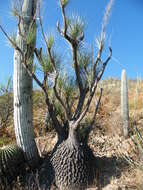 Image of Mexican Pony Tail Palm