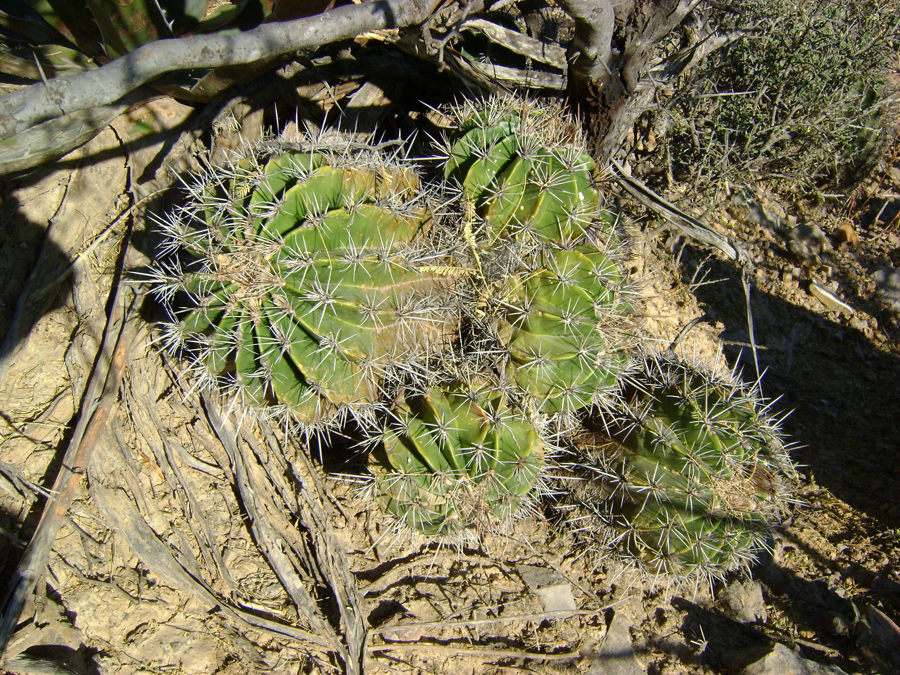 Image of Ferocactus flavovirens (Scheidw.) Britton & Rose