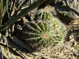 Image of Ferocactus flavovirens (Scheidw.) Britton & Rose