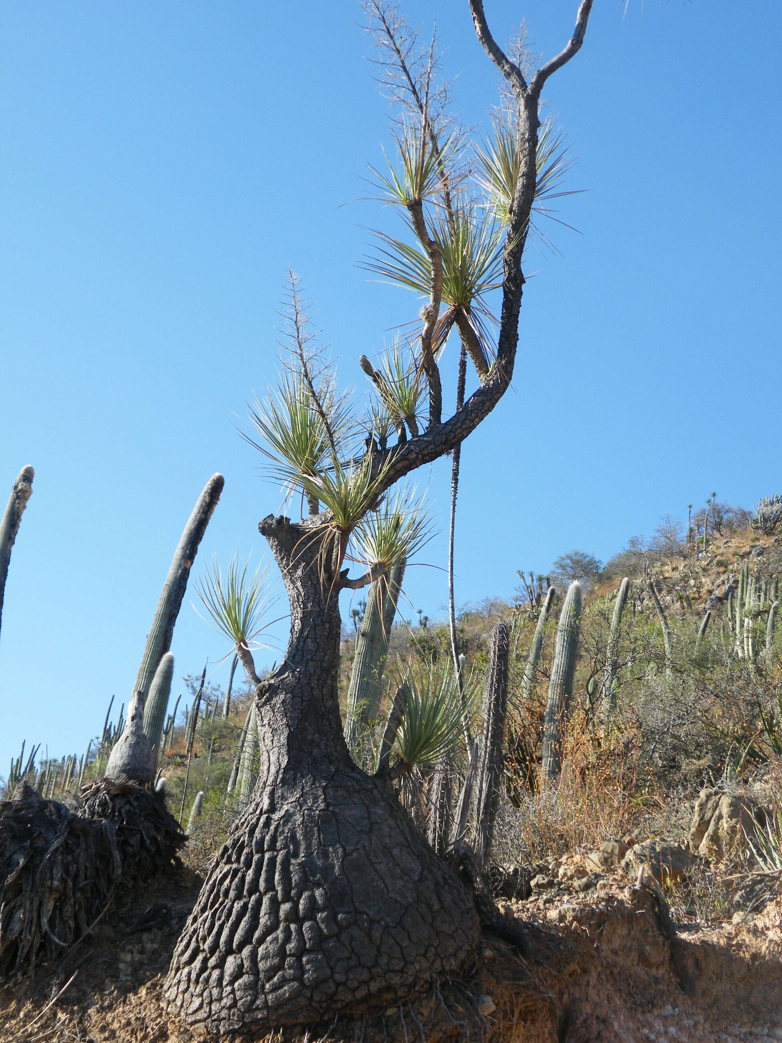 Image of Mexican Pony Tail Palm