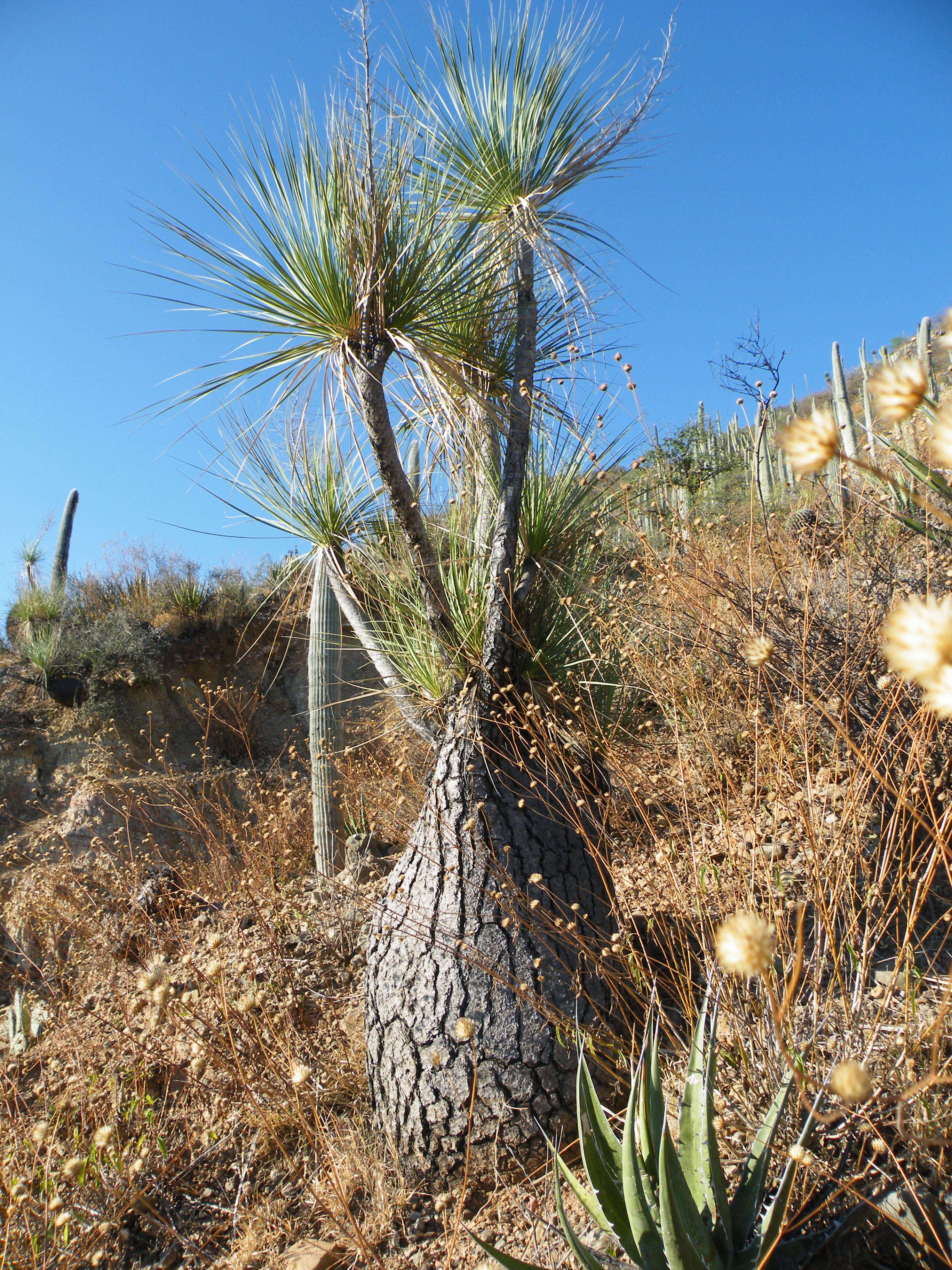 Image of Mexican Pony Tail Palm