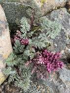 Lomatium minus (Rose ex Howell) Mathias & Constance resmi