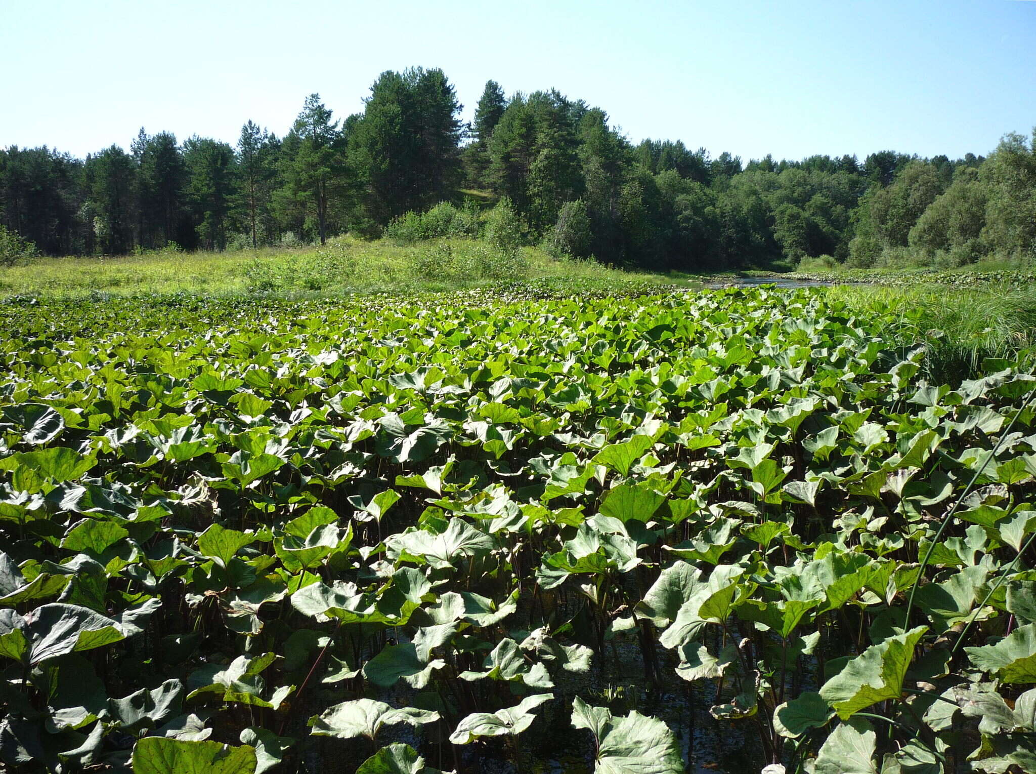 Image of Petasites radiatus (Gmel.) J. Toman