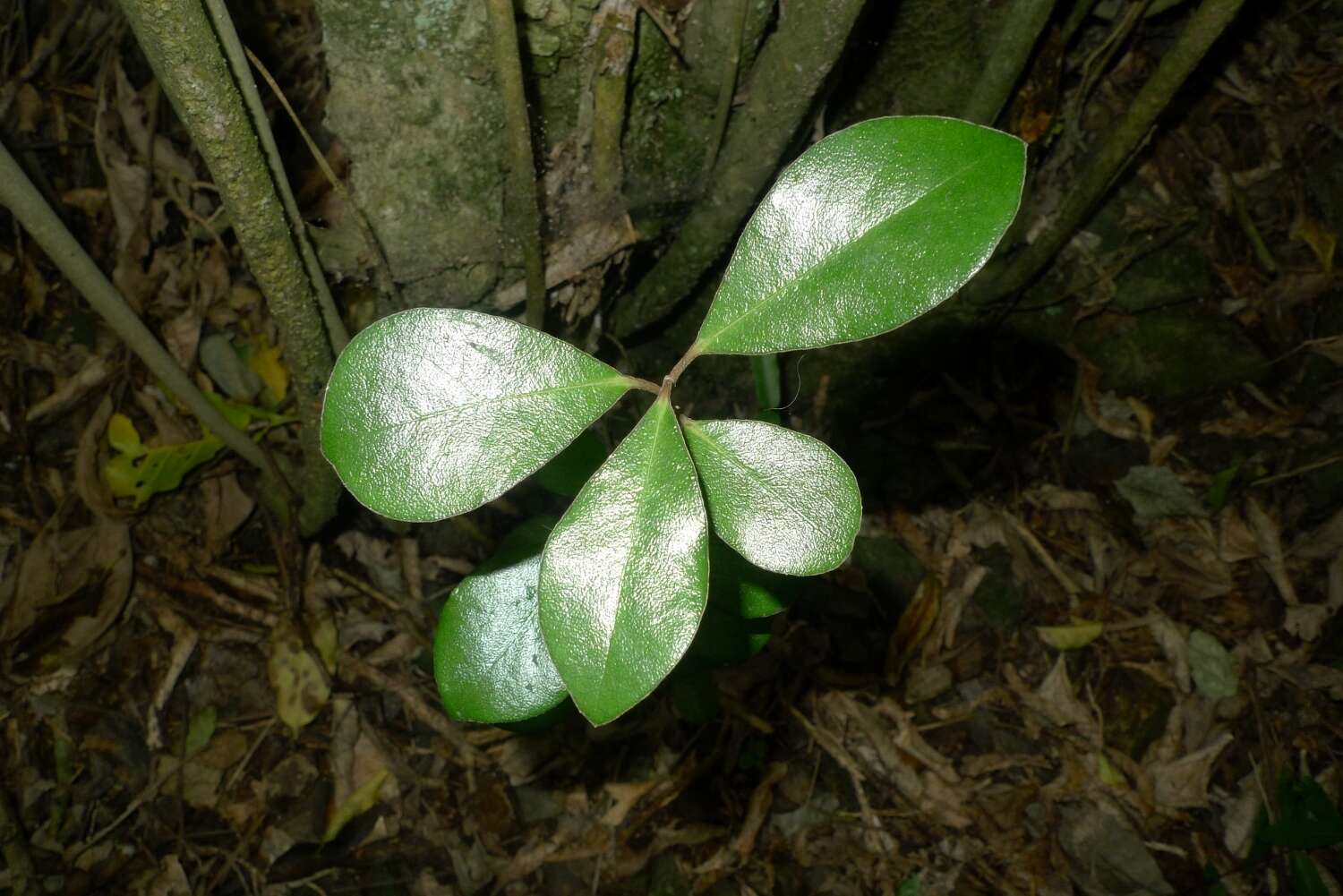 Image de Pittosporum crassifolium Banks & Sol. ex A. Cunningham