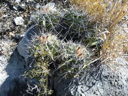 Image of Ferocactus flavovirens (Scheidw.) Britton & Rose