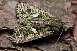 Image of orache moth