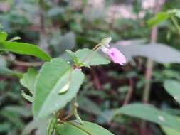 Image of Impatiens minor (DC.) S. S. R. Bennet