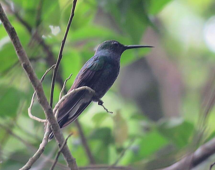 Image of White-vented Plumeleteer