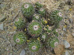 Image of Mammillaria carnea Zucc. ex Pfeiff.