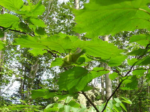 Image of Corylus sieboldiana Blume