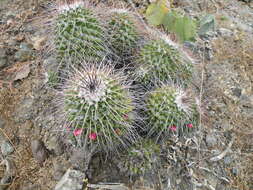 Image of Mammillaria carnea Zucc. ex Pfeiff.