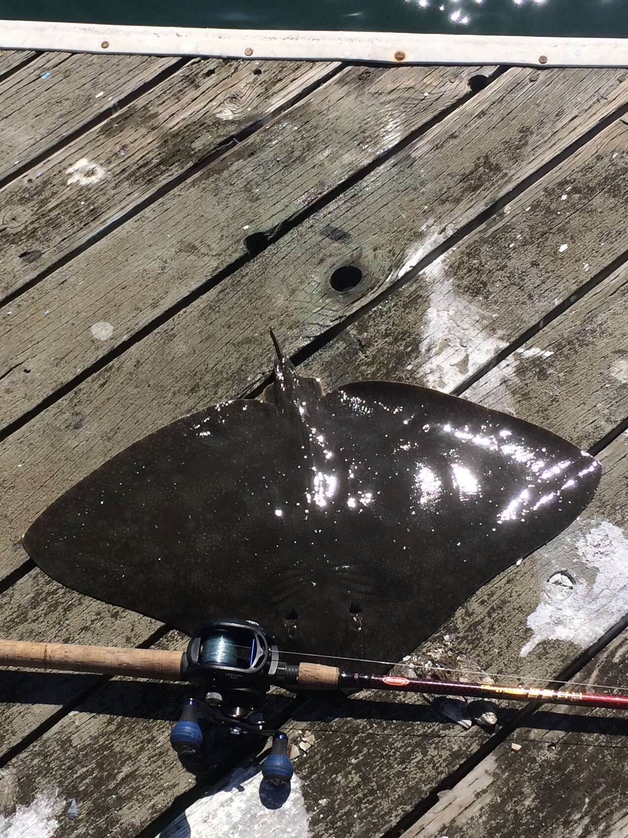 Image of California Butterfly Ray