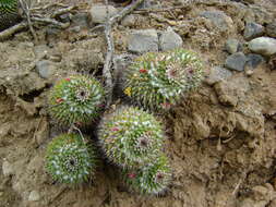 Image of Mammillaria carnea Zucc. ex Pfeiff.