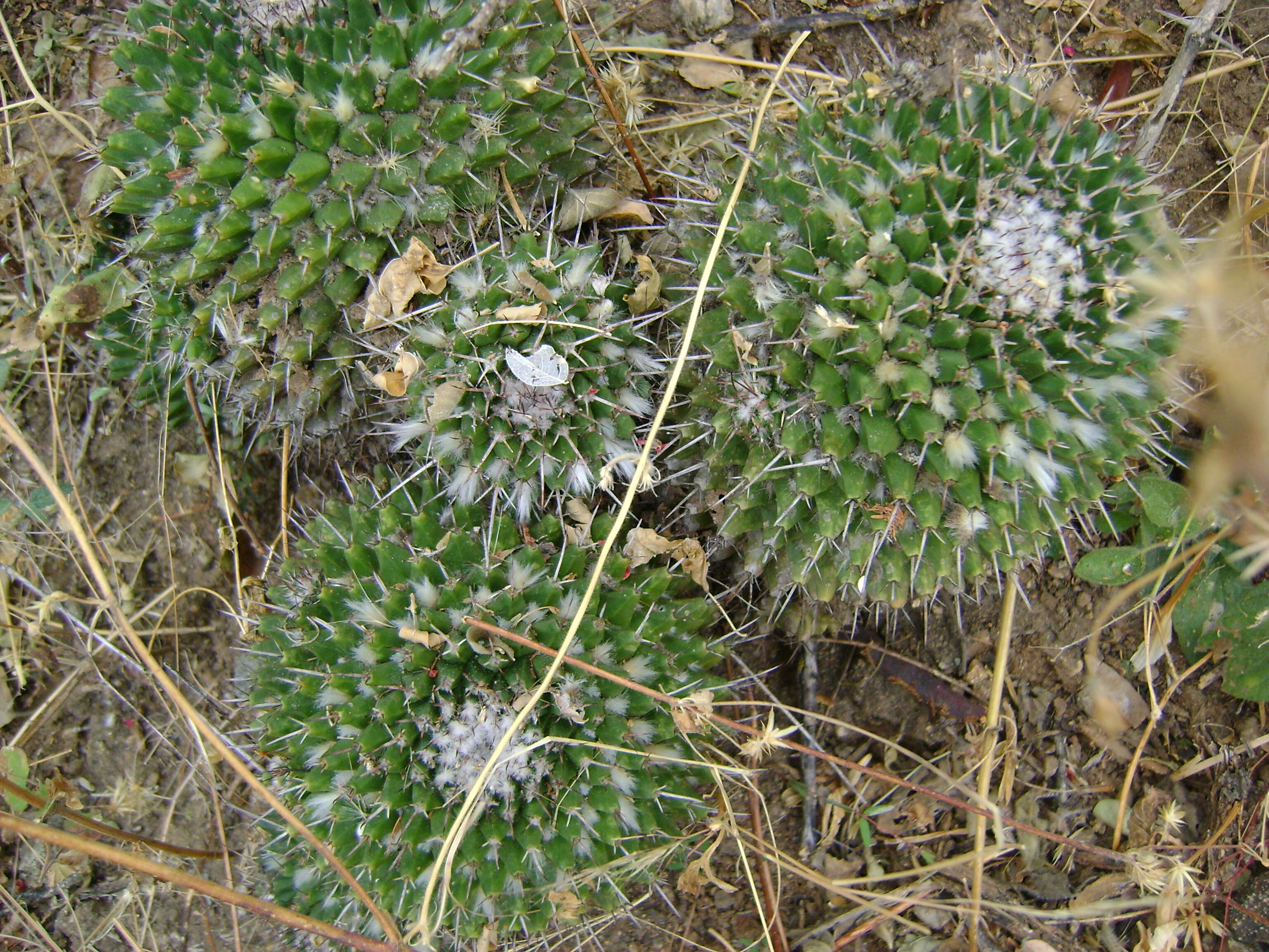 Image of Mammillaria carnea Zucc. ex Pfeiff.