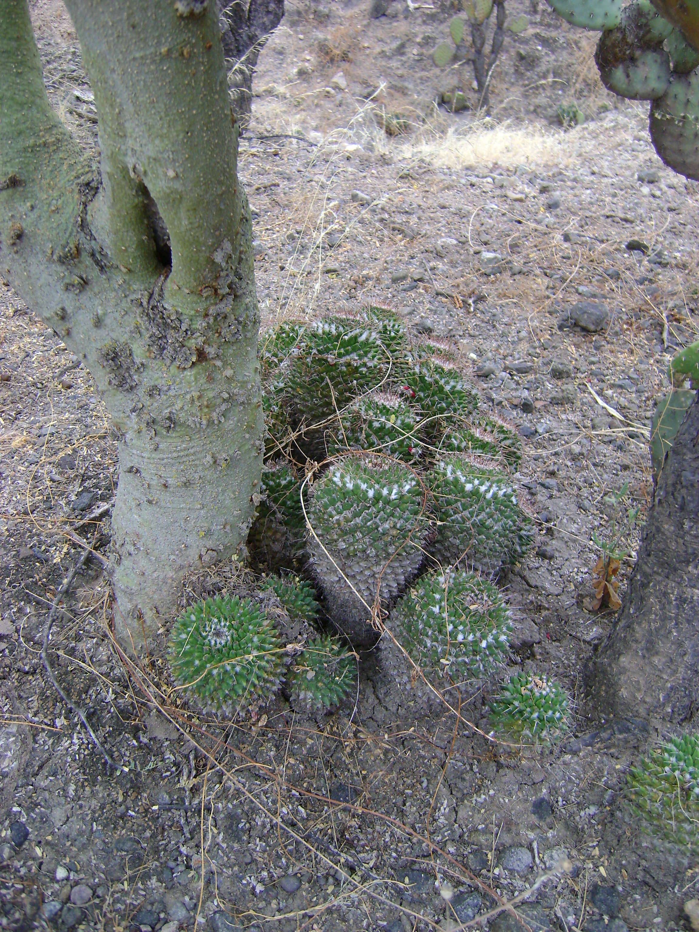 Image of Mammillaria carnea Zucc. ex Pfeiff.