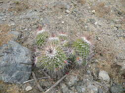 Image of Mammillaria carnea Zucc. ex Pfeiff.