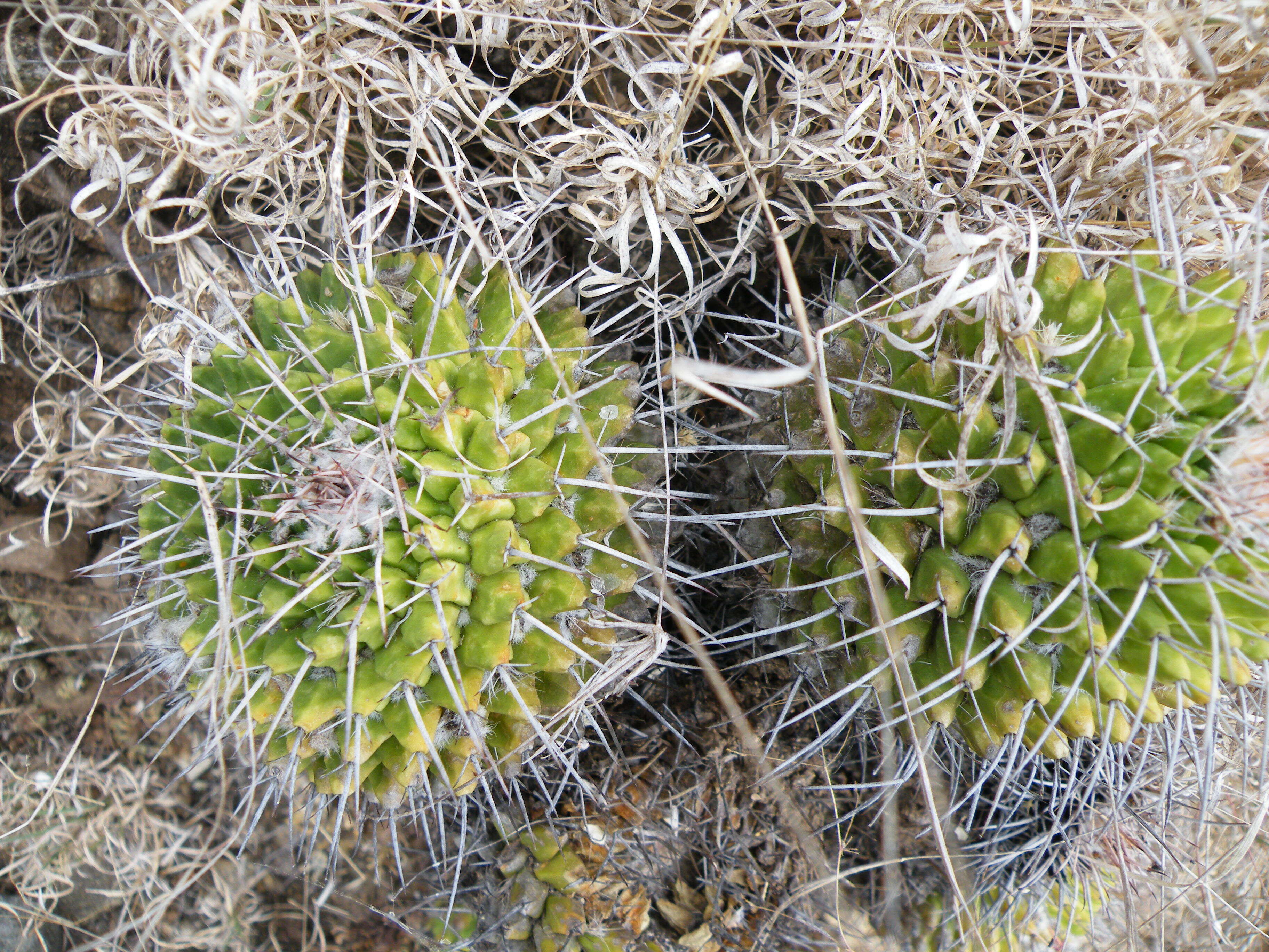 Image of Mammillaria carnea Zucc. ex Pfeiff.