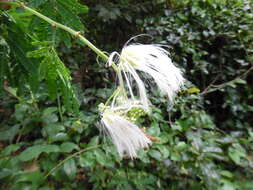 Image de Zapoteca tetragona (Willd.) H. M. Hern.