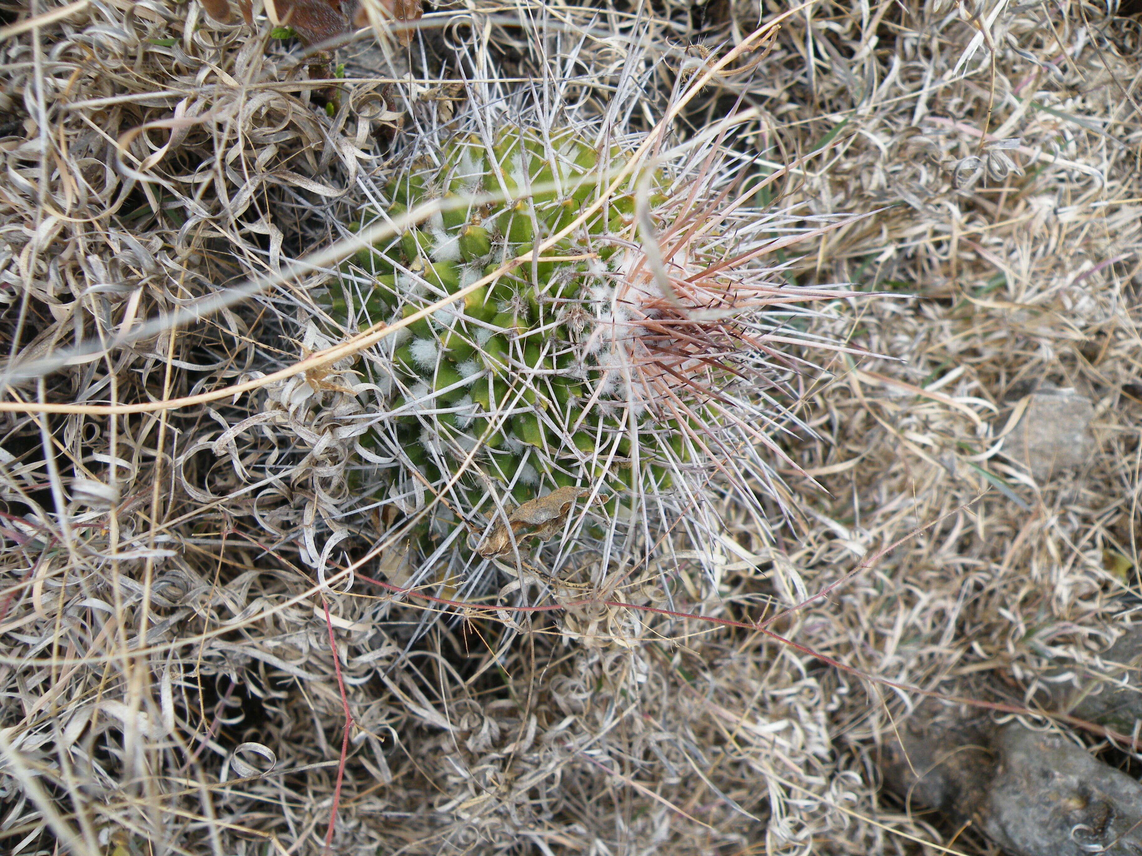 Image of Mammillaria carnea Zucc. ex Pfeiff.