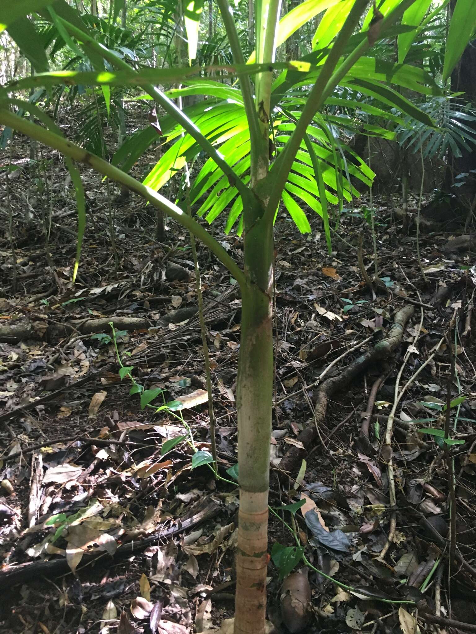 صورة Ptychosperma elegans (R. Br.) Blume