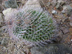 Image of Mammillaria carnea Zucc. ex Pfeiff.