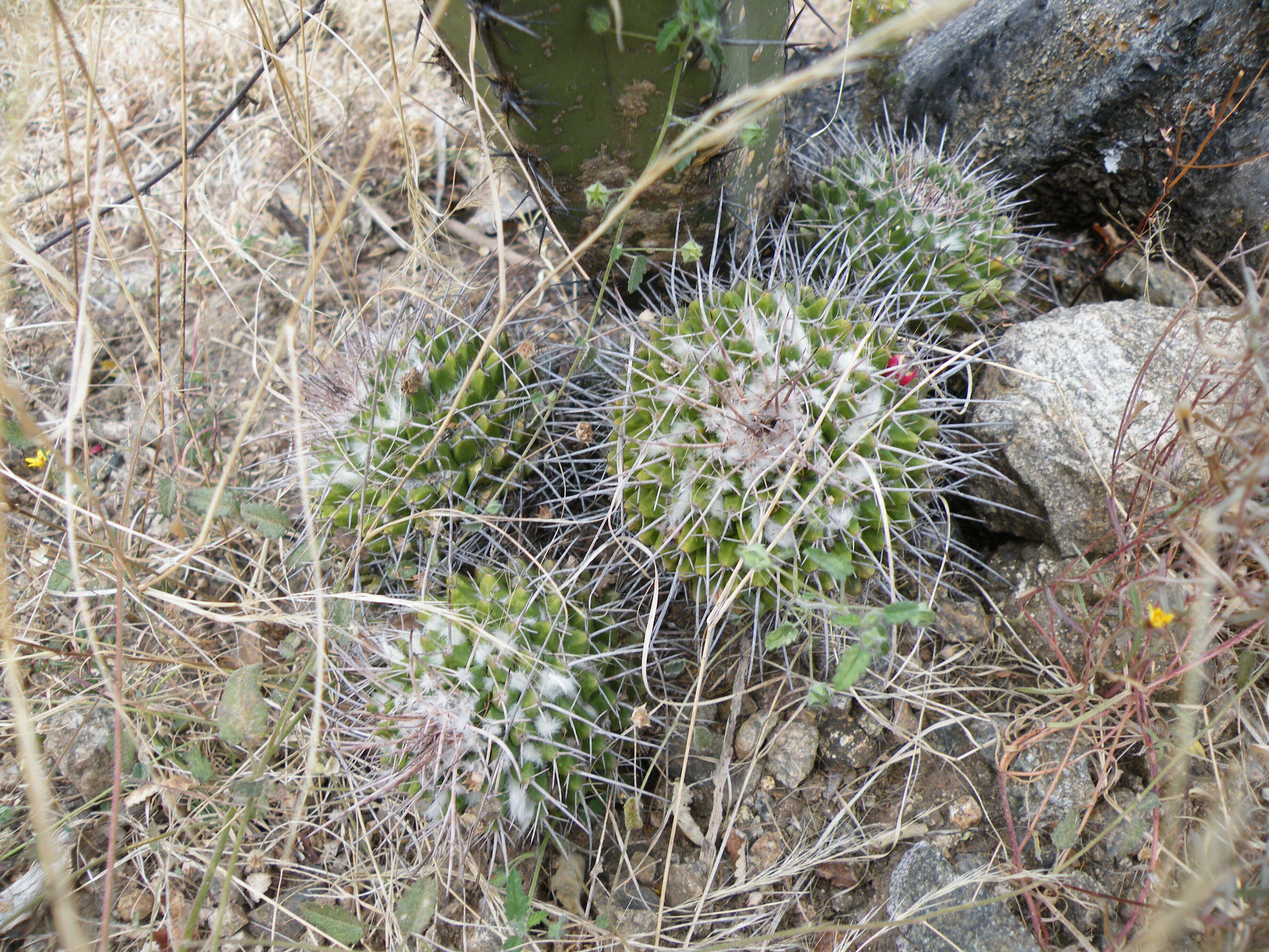 Image of Mammillaria carnea Zucc. ex Pfeiff.