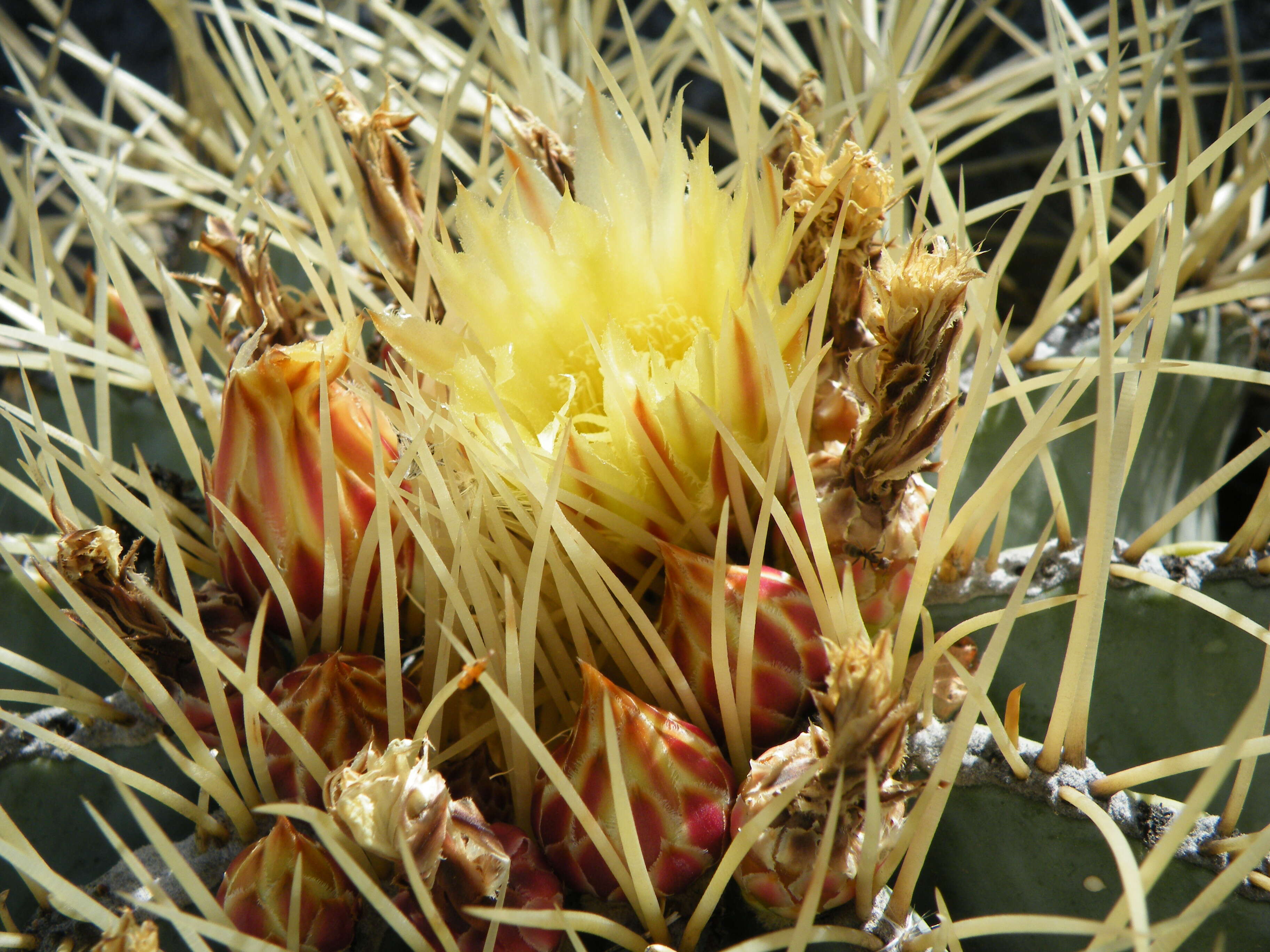 Ferocactus glaucescens (DC.) Britton & Rose resmi