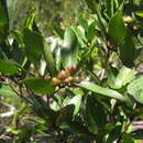 Sivun Choriceras tricorne (Benth.) Airy Shaw kuva