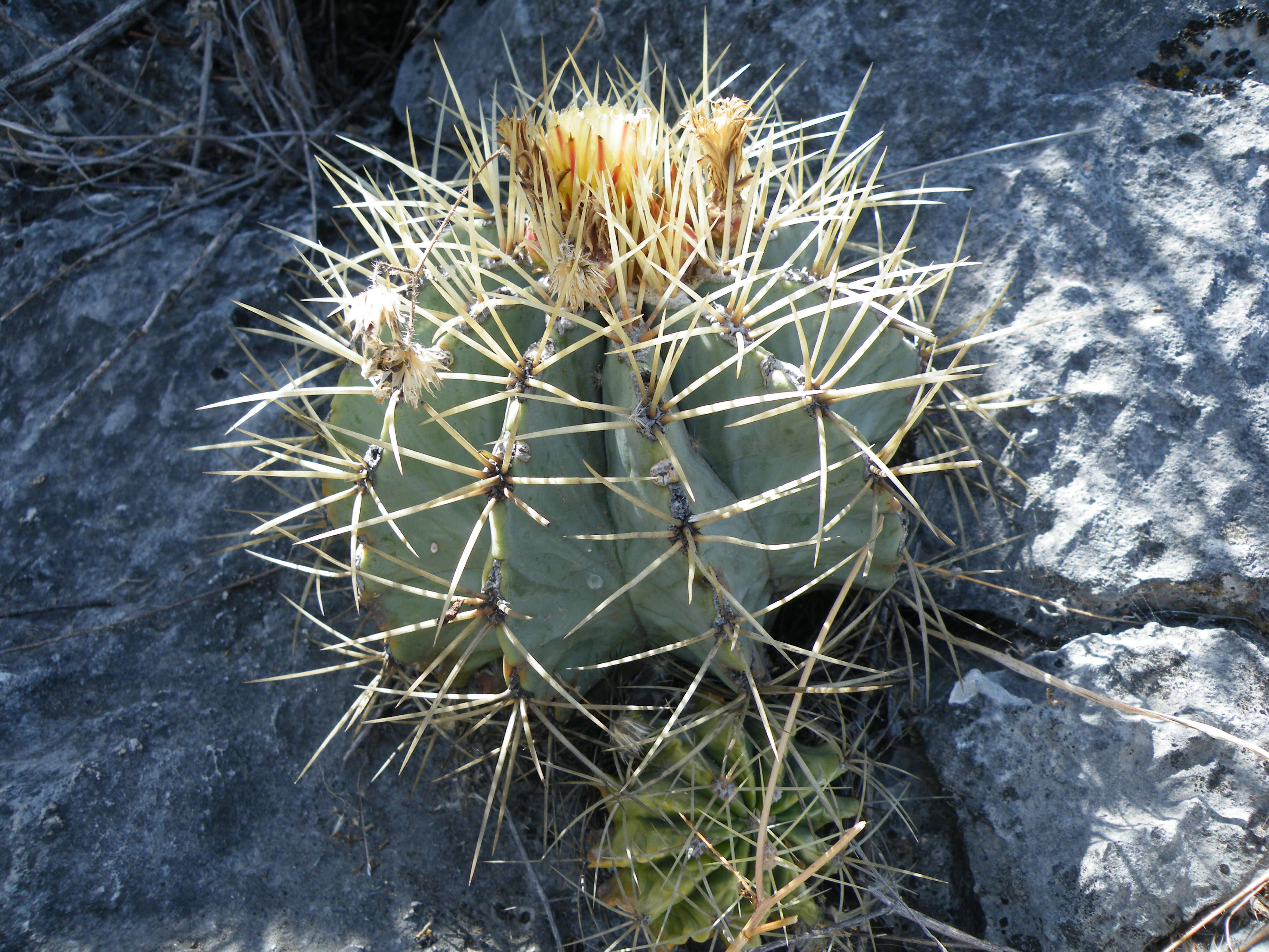 Ferocactus glaucescens (DC.) Britton & Rose resmi