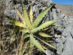 Слика од Agave xylonacantha Salm-Dyck