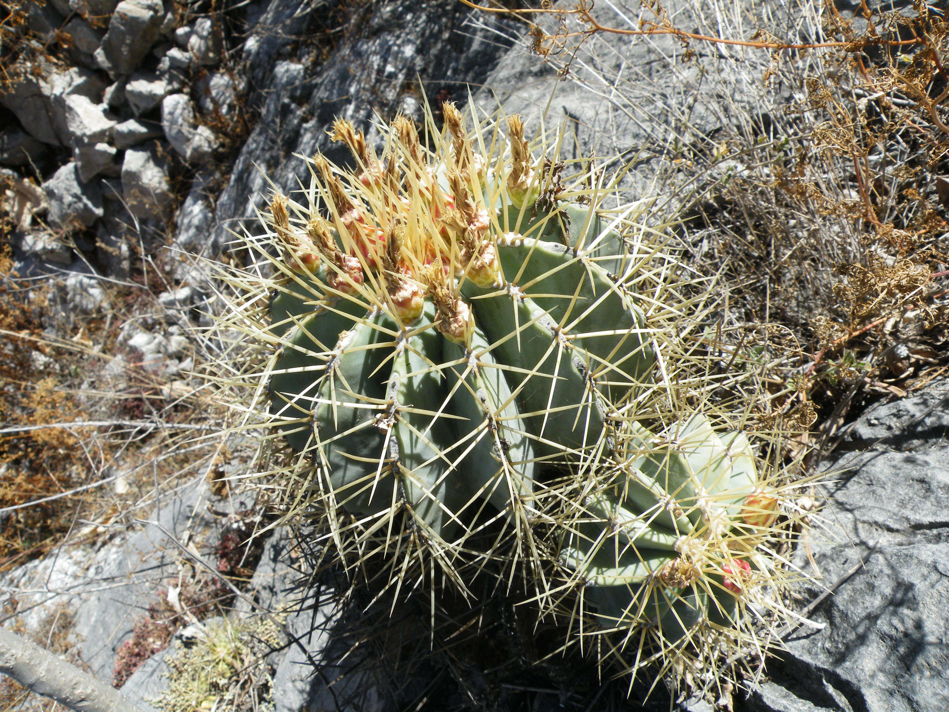 Ferocactus glaucescens (DC.) Britton & Rose resmi