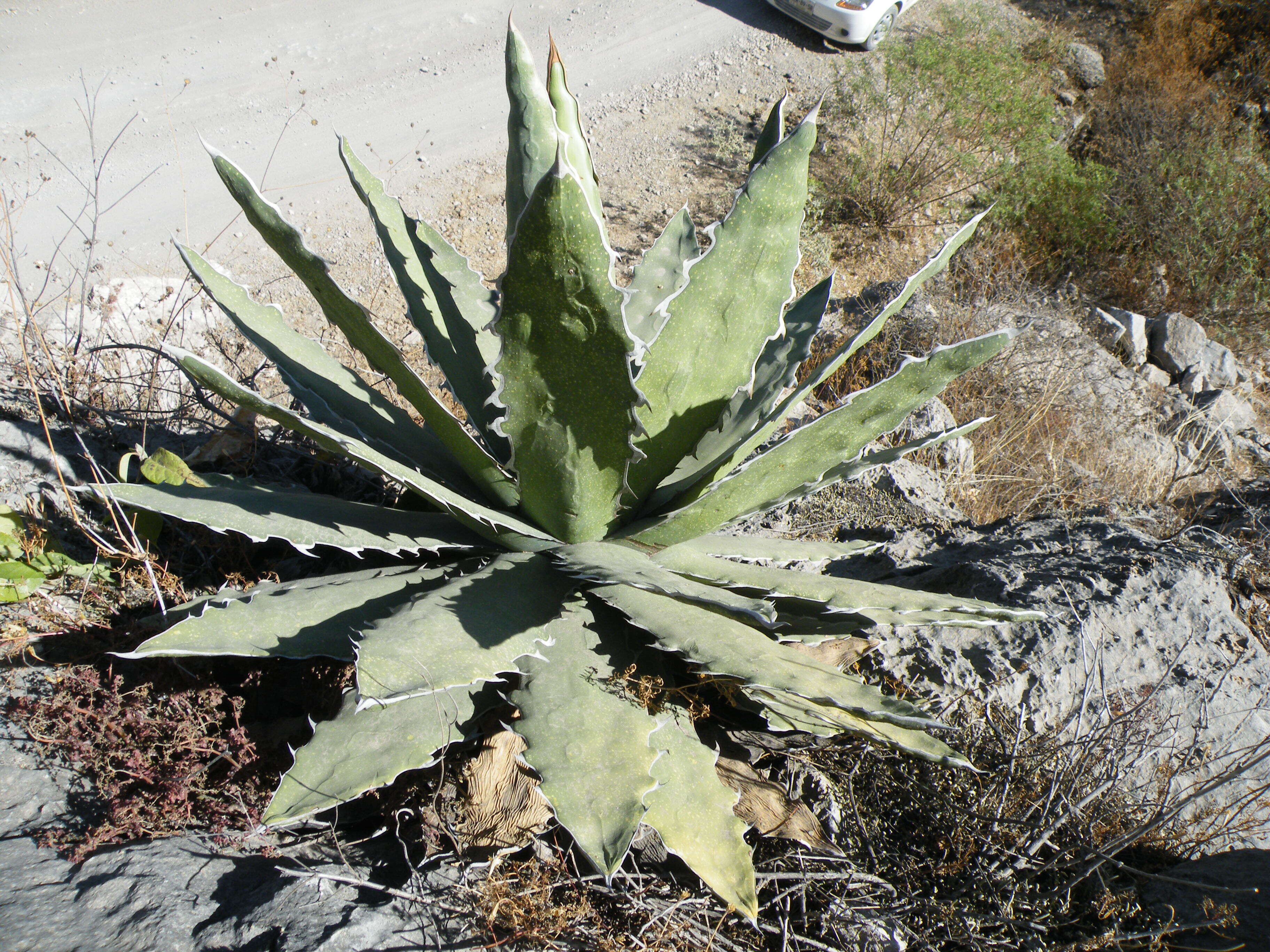 Слика од Agave xylonacantha Salm-Dyck