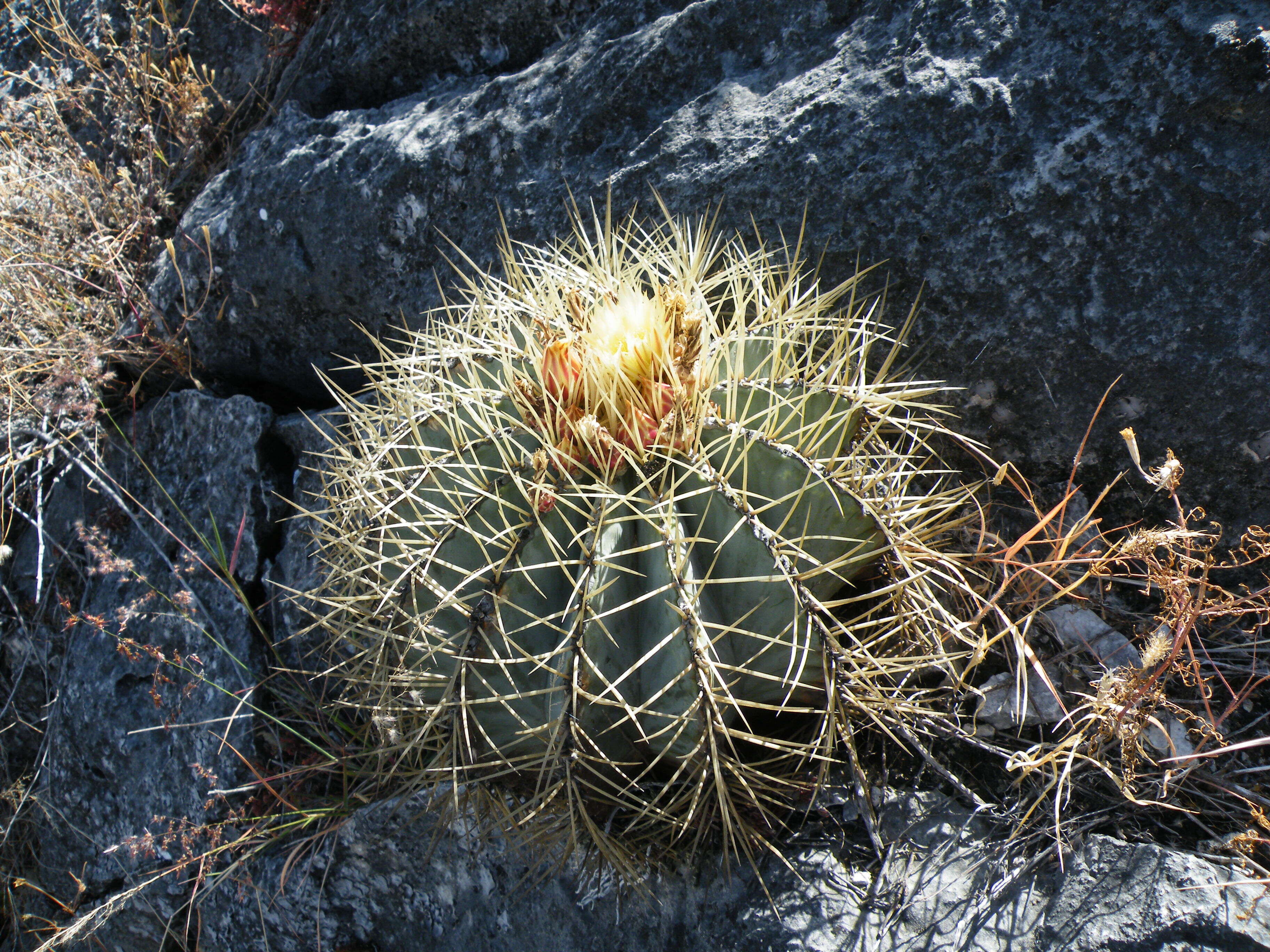 Ferocactus glaucescens (DC.) Britton & Rose resmi