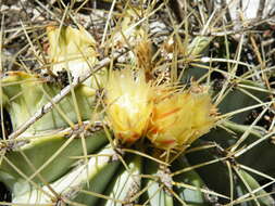 Ferocactus glaucescens (DC.) Britton & Rose resmi