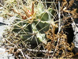 Ferocactus glaucescens (DC.) Britton & Rose resmi