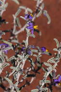 Image of Solanum coactiliferum J. M. Black