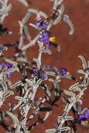 Image de Solanum coactiliferum J. M. Black