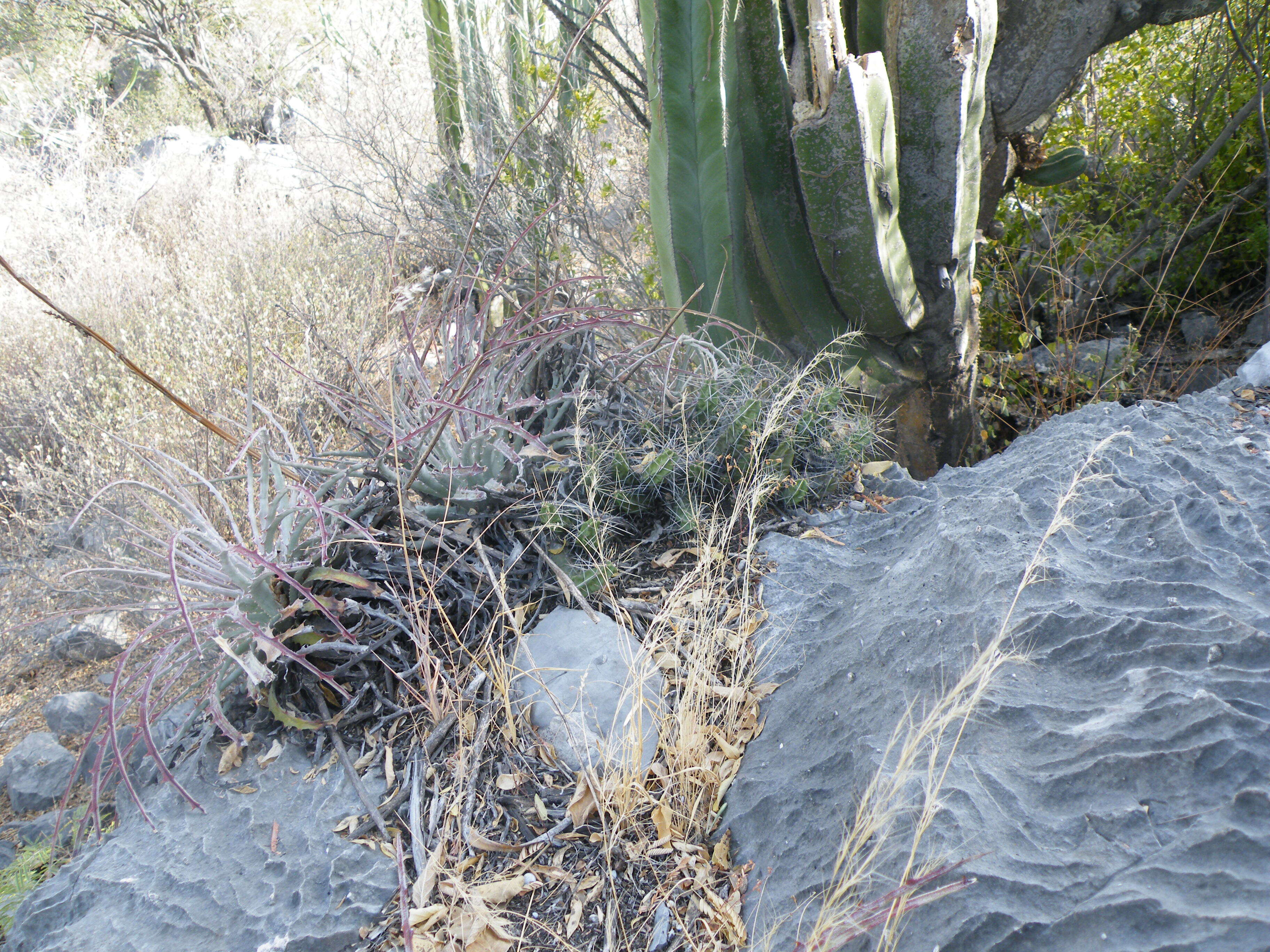 Image of Lady-finger Cactus