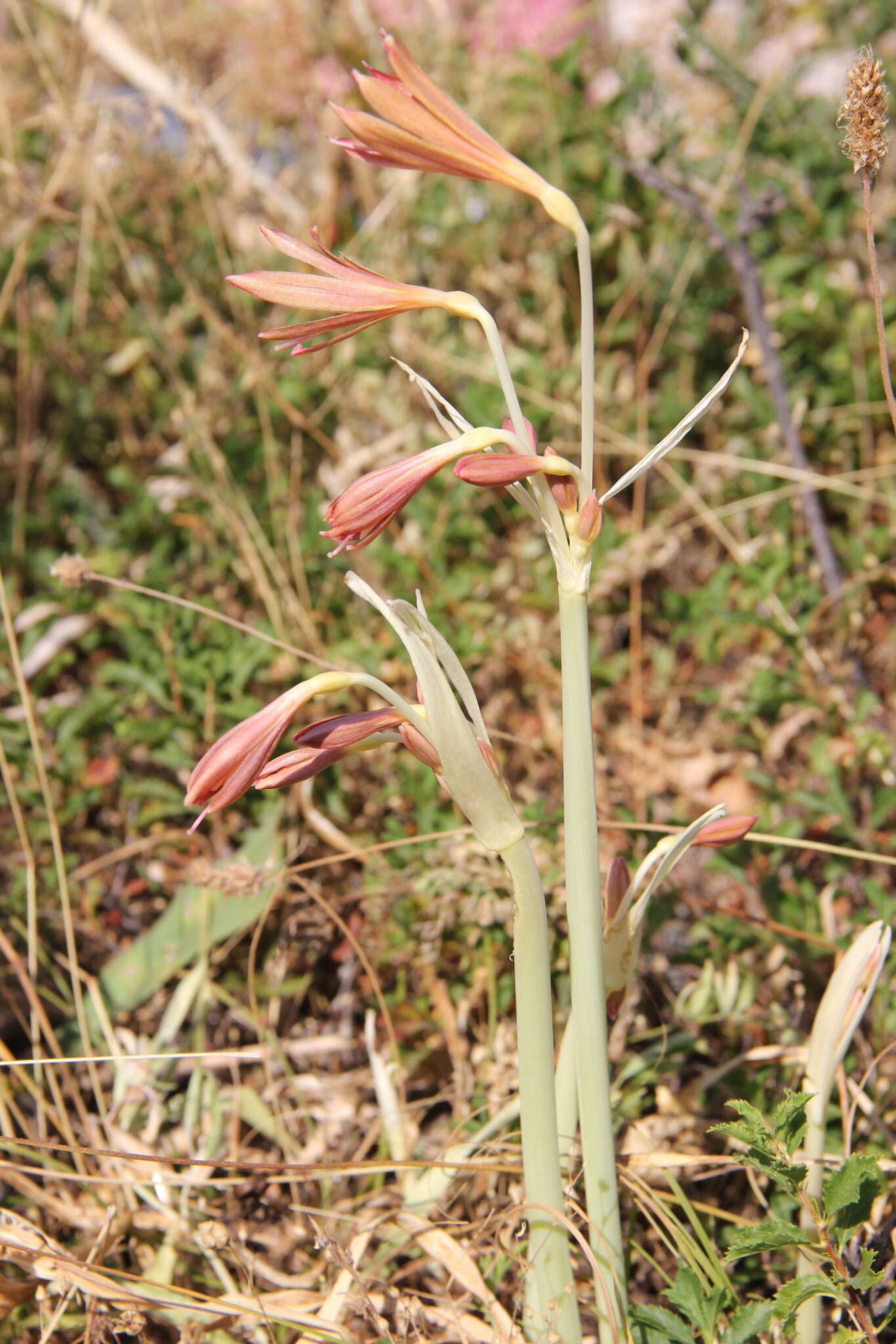 Image of Ungernia sewerzowii (Regel) B. Fedtsch.