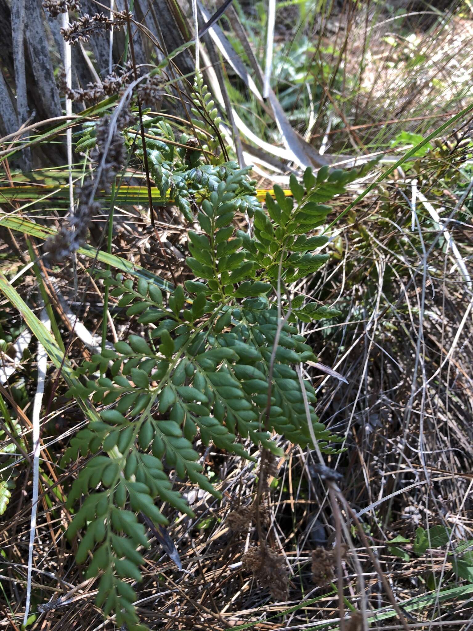 Image of pineland fern