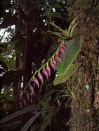 Image of Stelis restrepioides (Lindl.) Pridgeon & M. W. Chase