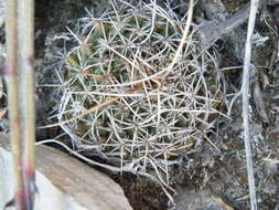 Image of Mammillaria standleyi (Britton & Rose) Orcutt